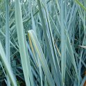Elymus arenarius
